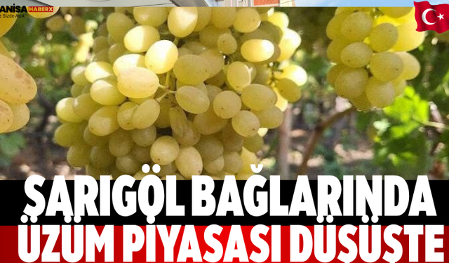 Sarıgöl Bağlarında Üzüm Piyasası Düşüşte