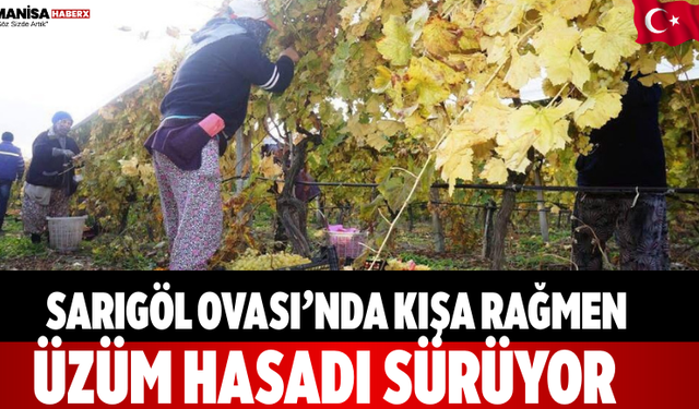 Sarıgöl Ovası’nda Kışa Rağmen Üzüm Hasadı Sürüyor