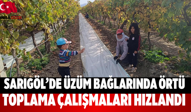 Sarıgöl’de üzüm bağlarında örtü toplama çalışmaları hızlandı