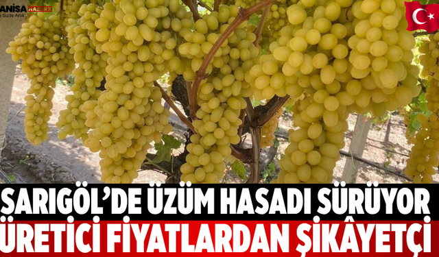 Sarıgöl’de üzüm hasadı sürüyor Üretici şikâyetçi