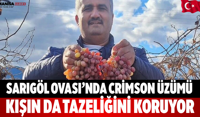 Sarıgöl Ovası’nda Crimson Üzümü Kışın Da Tazeliğini Koruyor