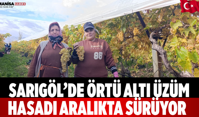 Sarıgöl’de örtü altı üzüm hasadı aralıkta sürüyor