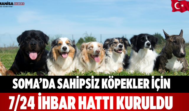Soma’da sahipsiz köpekler için 7/24 ihbar hattı kuruldu