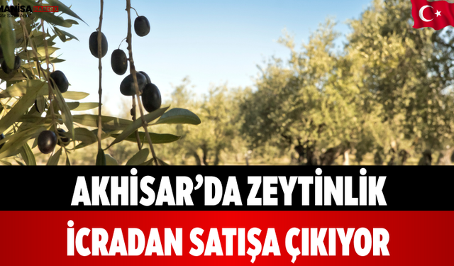 Akhisar’da Zeytinlik İcradan Satışa Çıkıyor