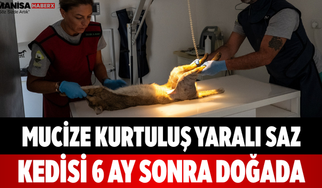 Mucize Kurtuluş Yaralı Saz Kedisi 6 Ay Sonra Doğada