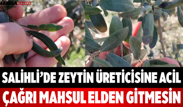 Salihli’de Zeytin Üreticisine Acil Çağrı Mahsul Elden Gitmesin
