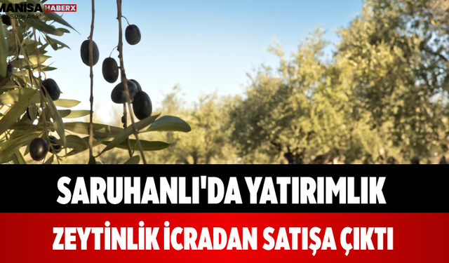 Saruhanlı'da Yatırımlık Zeytinlik İcradan Satışa Çıktı
