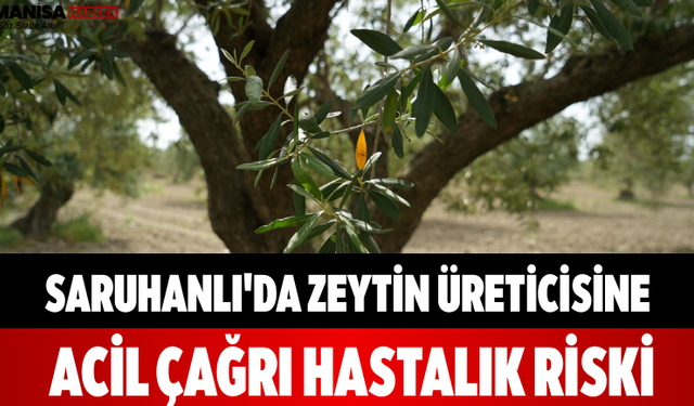 Saruhanlı'da Zeytin Üreticisine Acil Çağrı: Hastalık Riski