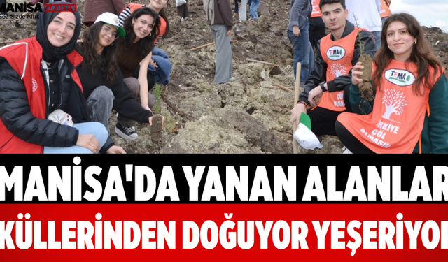 Manisa'da Yanan Alanlar Küllerinden Doğuyor Yeşeriyor