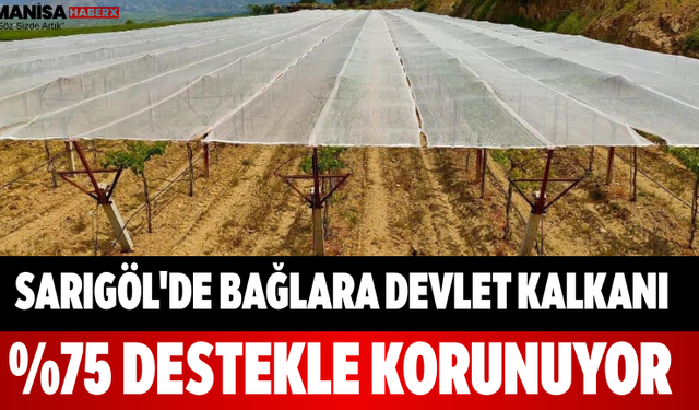Sarıgöl'de Bağlara Devlet Kalkanı %75 Destekle Korunuyor