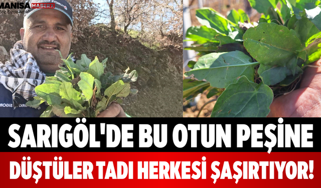 Sarıgöl'de Bu Otun Peşine Düştüler Tadı Herkesi Şaşırtıyor!