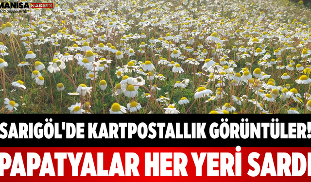 Sarıgöl'de Kartpostallık Görüntüler! Papatyalar Her Yeri Sardı