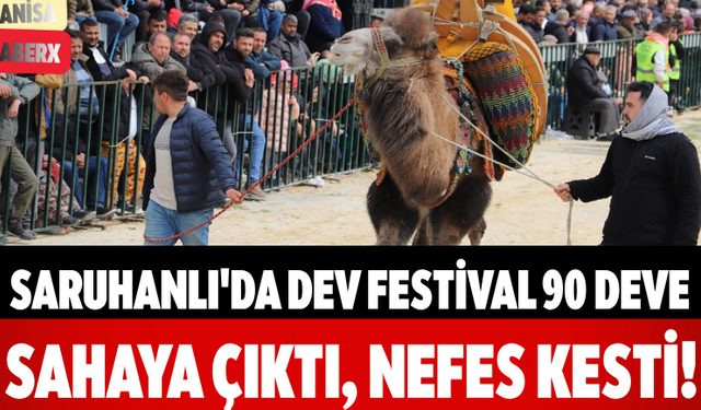 Saruhanlı'da Dev Festival 90 Deve Sahaya Çıktı, Nefes Kesti!