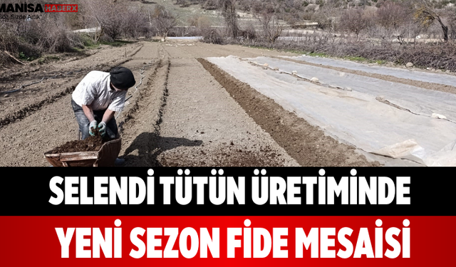 Selendi Tütün Üretiminde Yeni Sezon Fide Mesaisi