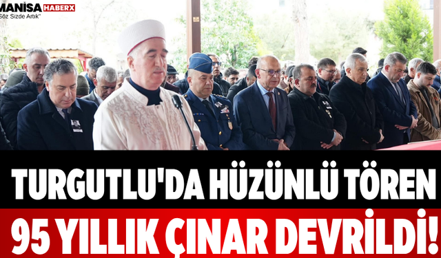 Turgutlu'da Hüzünlü Tören 95 Yıllık Çınar Devrildi!