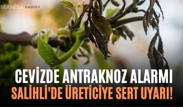 Cevizde Antraknoz Alarmı Salihli'de Üreticiye Sert Uyarı!