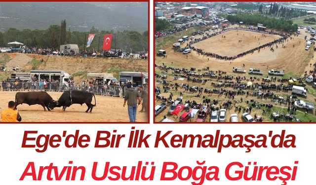 Ege'de Bir İlk Kemalpaşa'da Artvin Usulü Boğa Güreşi