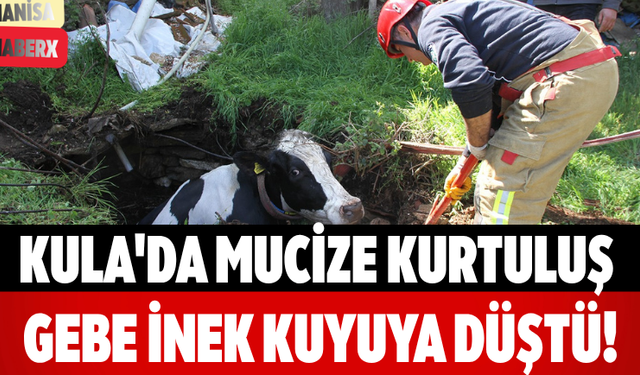 Kula'da Mucize Kurtuluş Gebe İnek Kuyuya Düştü!