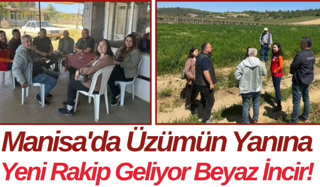 Manisa'da Üzümün Yanına Yeni Rakip Geliyor: Beyaz İncir!