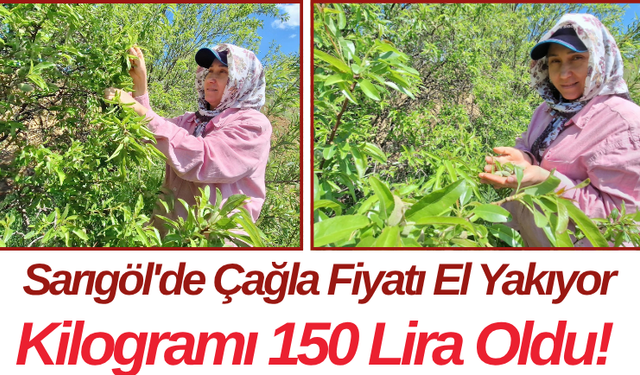 Sarıgöl'de Çağla Fiyatı El Yakıyor Kilogramı 150 Lira Oldu!