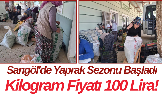 Sarıgöl'de Yaprak Sezonu Başladı Kilogram Fiyatı 100 Lira!