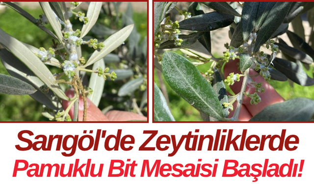 Sarıgöl'de Zeytinliklerde Pamuklu Bit Mesaisi Başladı!