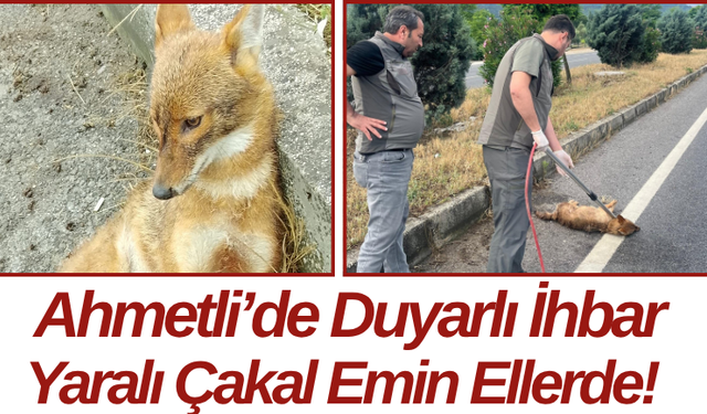 Ahmetli’de Duyarlı İhbar Yaralı Çakal Emin Ellerde!