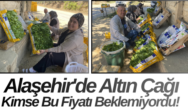 Alaşehir'de Altın Çağı Kimse Bu Fiyatı Beklemiyordu!