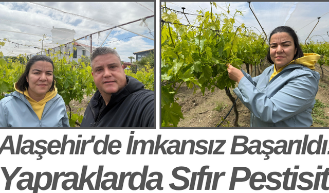 Alaşehir'de İmkansız Başarıldı! Yapraklarda Sıfır Pestisit