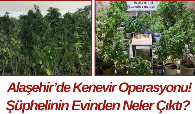 Alaşehir’de Kenevir Operasyonu! Şüphelinin Evinden Neler Çıktı?