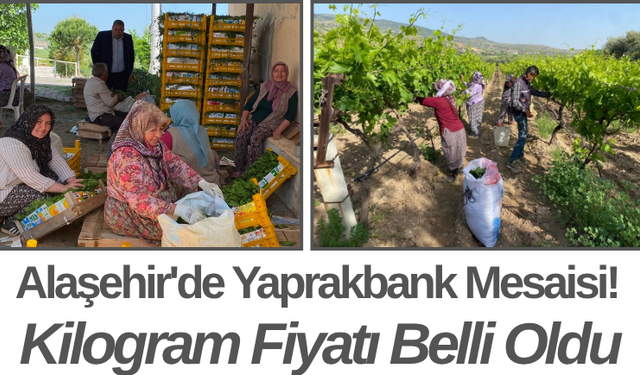 Alaşehir'de Yaprakbank Mesaisi! Kilogram Fiyatı Belli Oldu