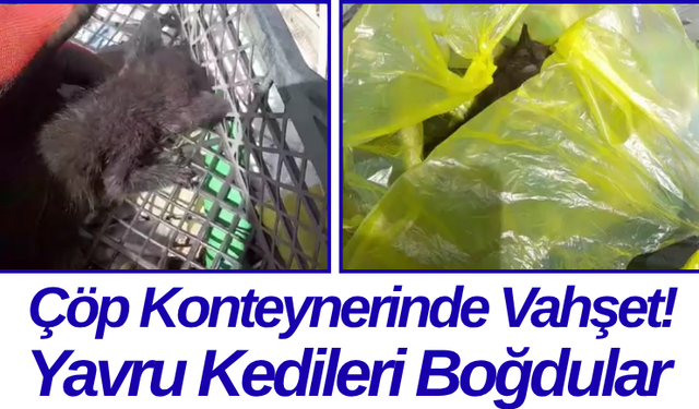 Çöp Konteynerinde Vahşet! Yavru Kedileri Boğdular