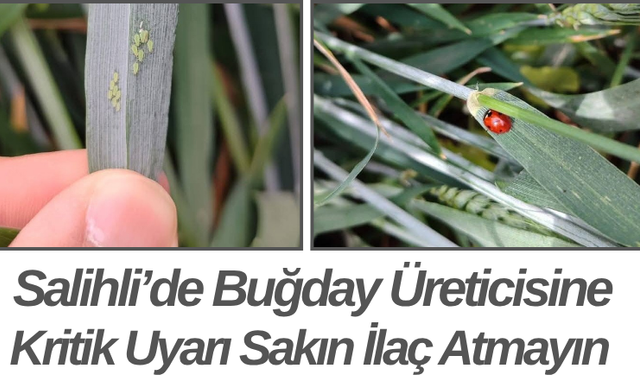 Salihli’de Buğday Üreticisine Kritik Uyarı Sakın İlaç Atmayın