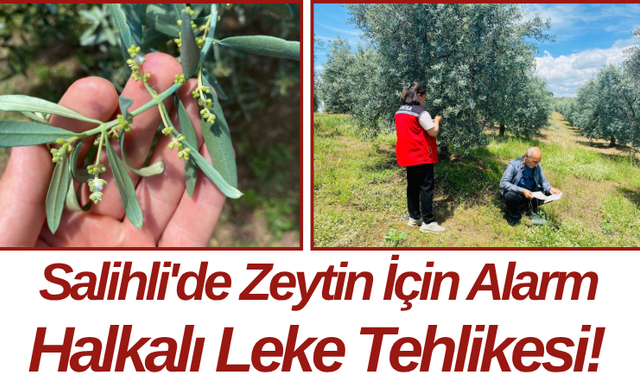 Salihli'de Zeytin İçin Alarm Halkalı Leke Tehlikesi!
