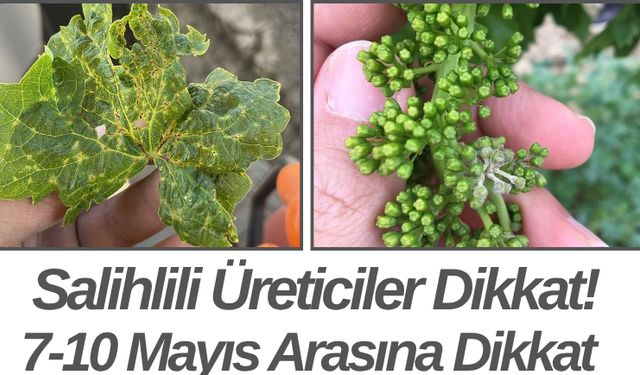Salihlili Üreticiler Dikkat! 7-10 Mayıs Arasına Dikkat