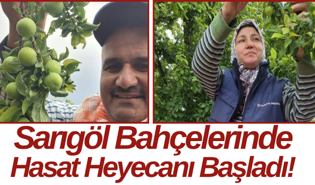 Sarıgöl Bahçelerinde Hasat Heyecanı Başladı!
