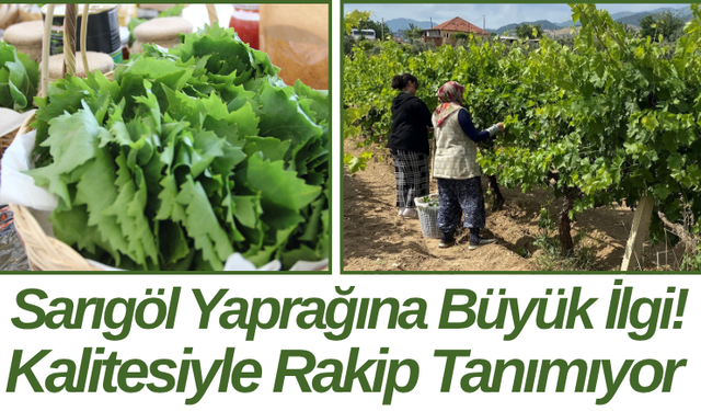 Sarıgöl Yaprağına Büyük İlgi! Kalitesiyle Rakip Tanımıyor
