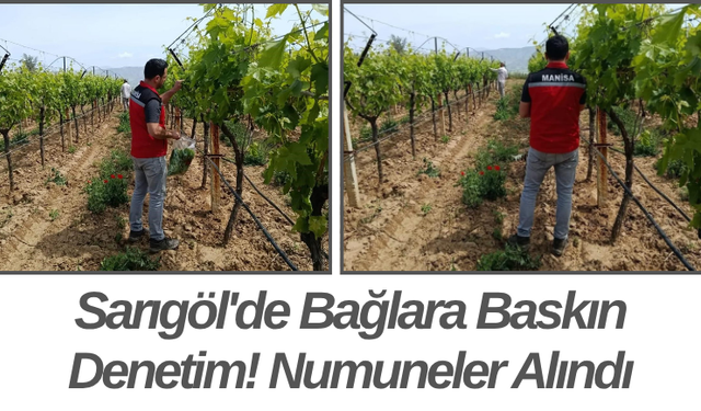 Sarıgöl'de Bağlara Baskın Denetim! Numuneler Alındı
