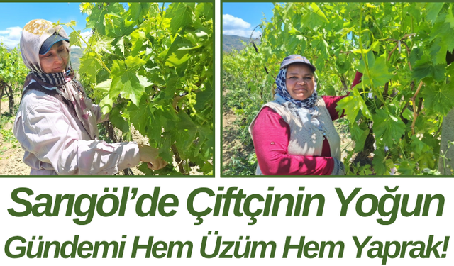 Sarıgöl’de Çiftçinin Yoğun Gündemi Hem Üzüm Hem Yaprak!