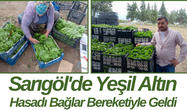 Sarıgöl'de Yeşil Altın Hasadı Bağlar Bereketiyle Geldi