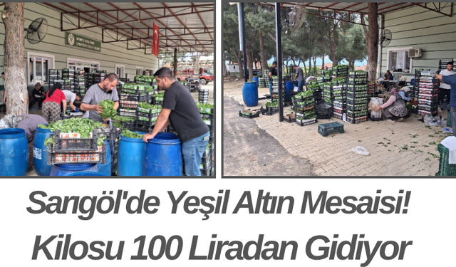 Sarıgöl'de Yeşil Altın Mesaisi! Kilosu 100 Liradan Gidiyor