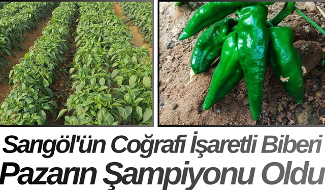 Sarıgöl'ün Coğrafi İşaretli Biberi Pazarın Şampiyonu Oldu