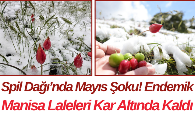 Spil Dağı’nda Mayıs Şoku! Endemik Manisa Laleleri Kar Altında Kaldı