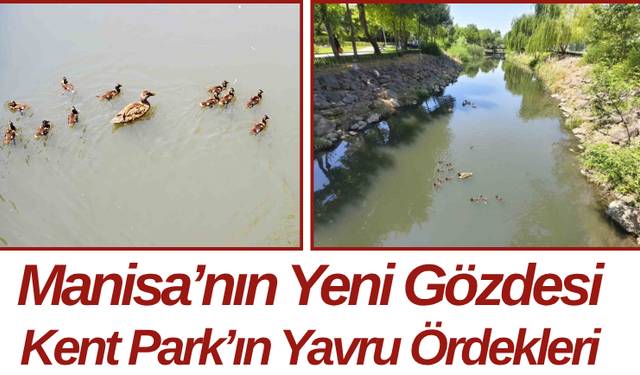Manisa’nın Yeni Gözdesi Kent Park’ın Yavru Ördekleri