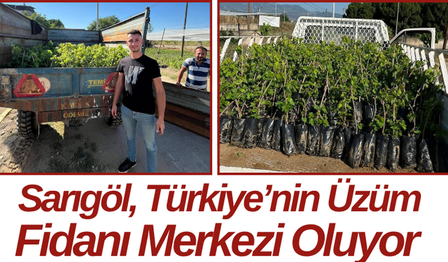 Sarıgöl, Türkiye’nin Üzüm Fidanı Merkezi Oluyor