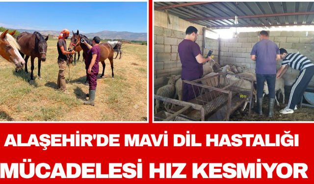 Alaşehir'de Mavi Dil Hastalığı Mücadelesi Hız Kesmiyor