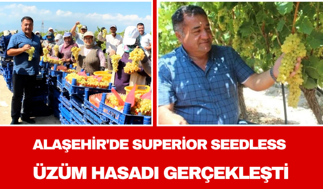 Alaşehir'de Superior Seedless Üzüm Hasadı Gerçekleşti