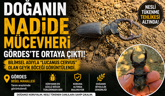 Manisa’da Nadir Tür Heyecanı Geyik Böceği Gördes’te Görüntülendi!