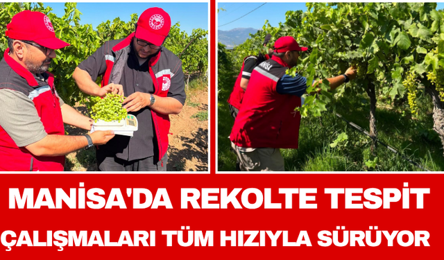 Manisa'da Rekolte Tespit Çalışmaları Tüm Hızıyla Sürüyor