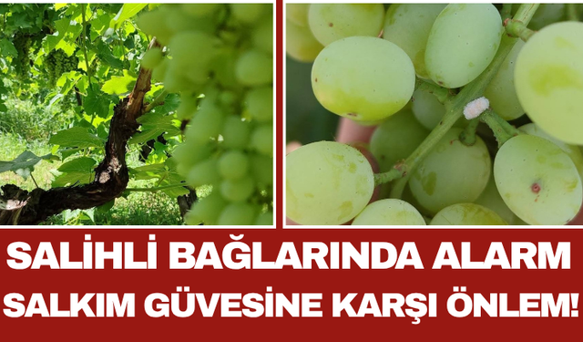 Salihli Bağlarında Alarm Salkım Güvesine Karşı Önlem!